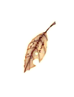 avatar-9